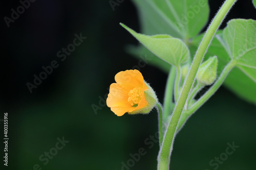 piemarker flowers in the wild, North China photo