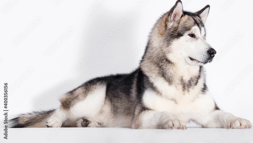 Fototapeta premium big dog lies sideways in studio