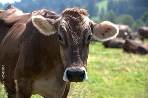 Portrait of a high yielding cow © BirgitKorber