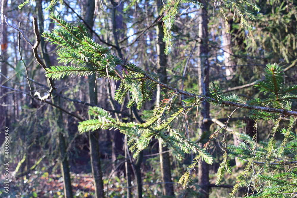 Fototapeta premium Wald