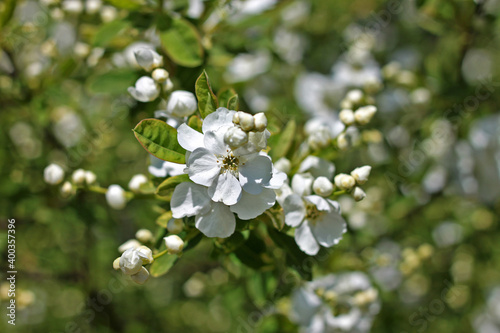 Exochorda korolkowii