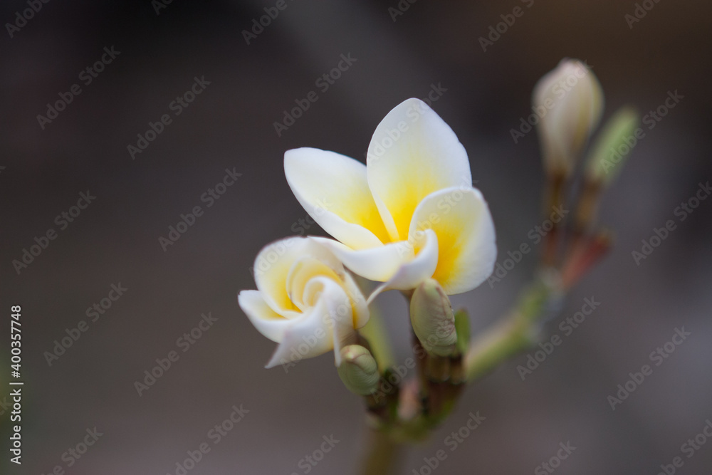 Plumeria alba flower. Isolated Background for copy.. Plumeria alba flower. Isolated Background for copy..