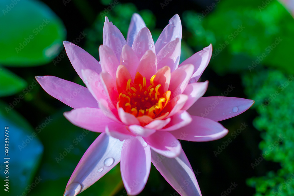 Lotus flower in pond with green leave background.. Lotus flower in pond with green leave background..