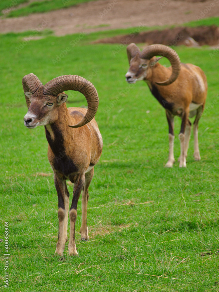 Goats Goats