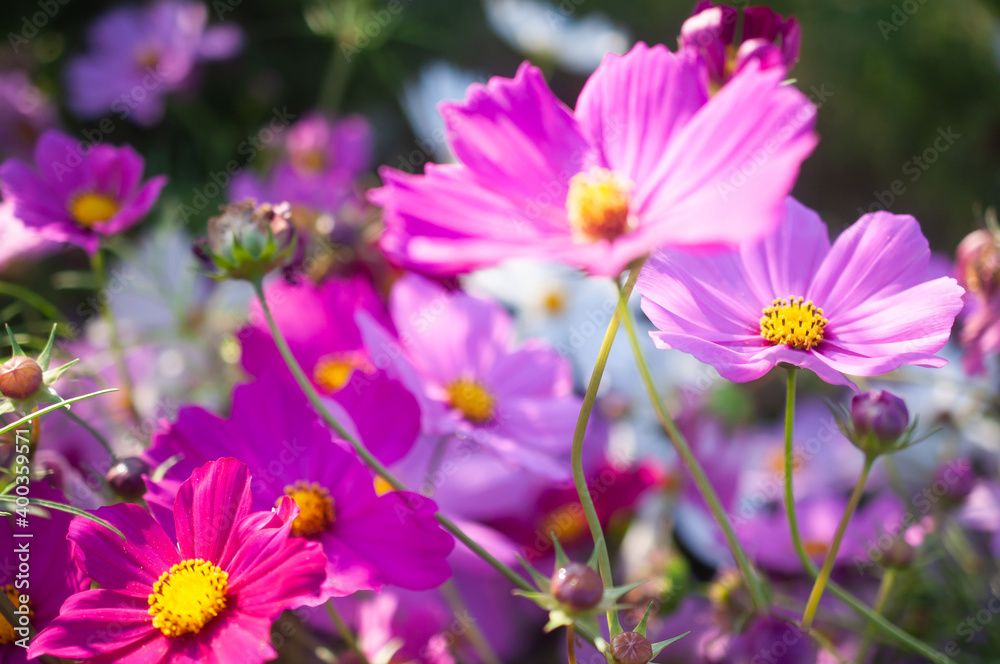 Closed-up beautiful purple cosmos flowers background Closed-up beautiful purple cosmos flowers background