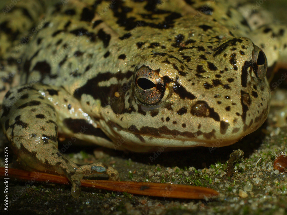 Fototapeta premium The common toad, European toad, Bufo bufo