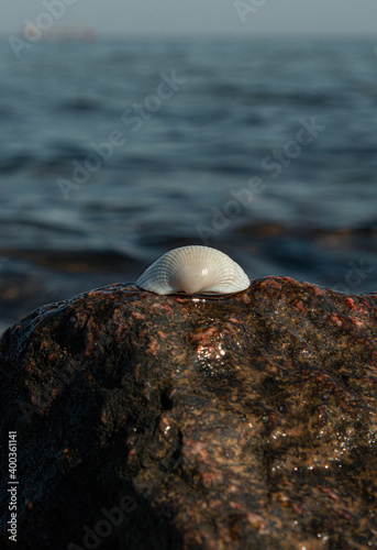 shell on the beach at sunset