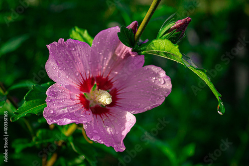 pink flower in the garden