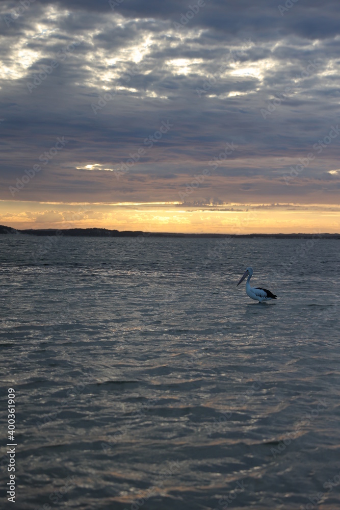 Pelican on the water as the sun sets