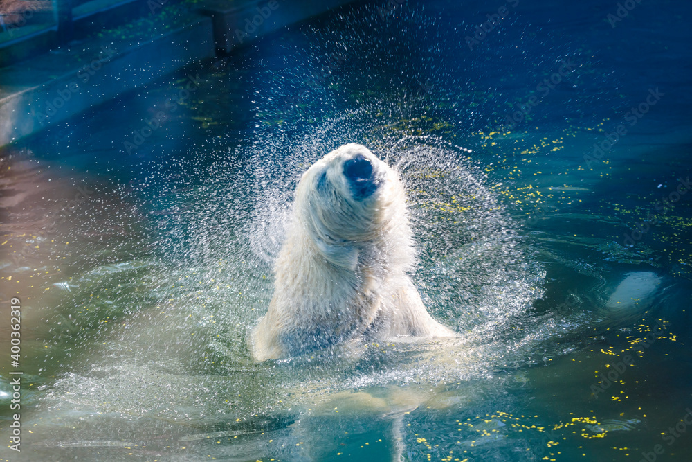 Polar bear takes water treatments at the zoo. shakes off, splashes in  different directions. Photos | Adobe Stock
