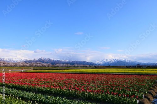 残雪の北アルプス、桜、菜の花、チューリップ。舟川春の四重奏。朝日、富山、日本。４月中旬。