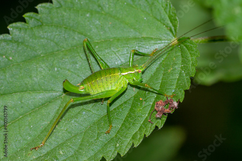 Punktierte Zartschrecke (Leptophyes punctatissima) Weibchen photo