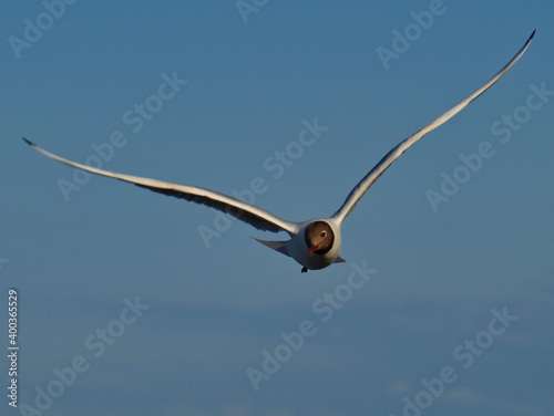 Seagull in flight over the Baltic Sea