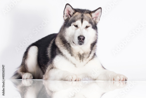 big dog looks alaskan malamute in studio on white background