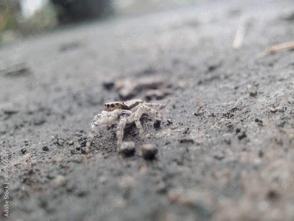 ant on the ground ant on the ground
