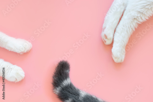 Paws of a white cat and gray tail with black stripes on pastel pink background. View from above. Pet care concept. Copyspace, minimalism. ..