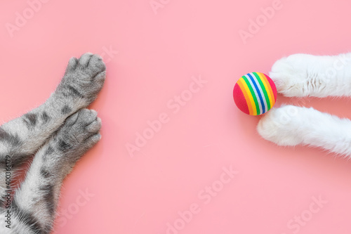 White and gray cat paws and ball. Pink background, copy space, top view. Concept of games and entertainment for pets.. photo