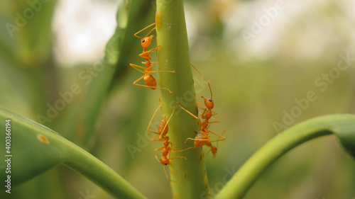 three ants climbing on the tree © manop