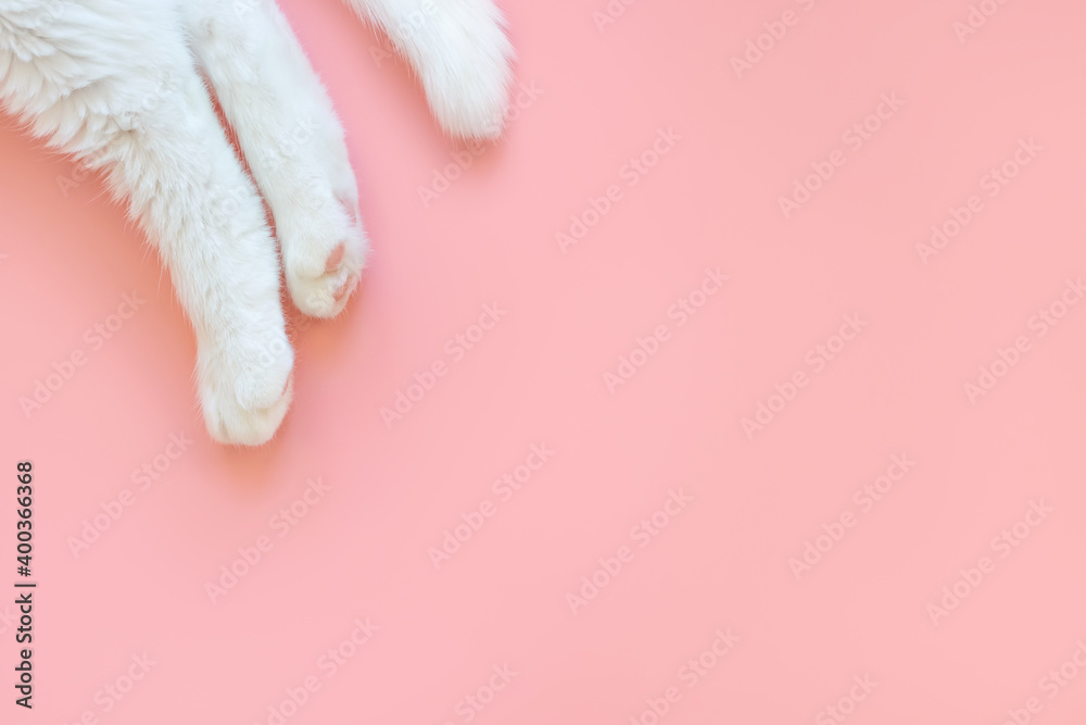 Paws of a white cat on a pastel pink background. View from above. Pet care concept. Copyspace, minimalism. Banner for zoo themes. Paws of a white cat on a pastel pink background. View from above. Pet care concept. Copyspace, minimalism. Banner for zoo themes.