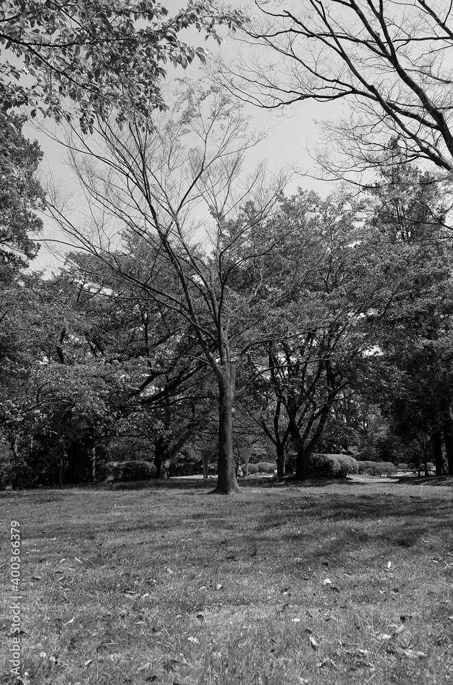 Naklejka premium 静寂の木