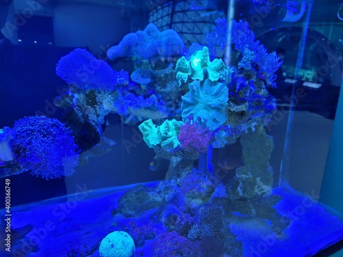 Sea reef
