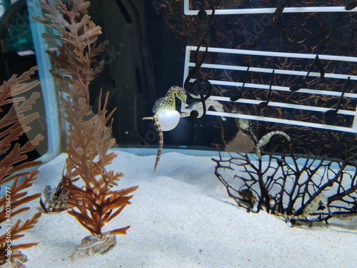hippocampus