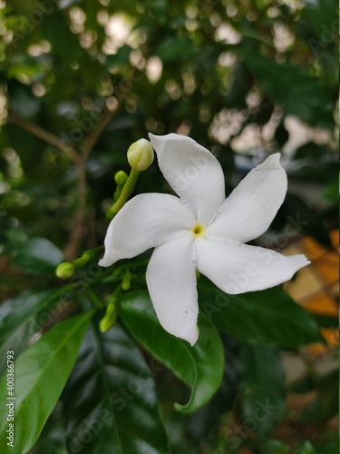 white flowers of a tree