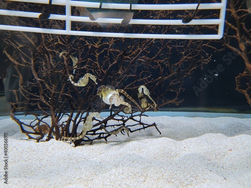 hippocampus