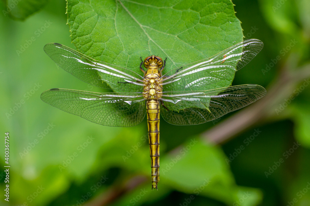 Großer Blaupfeil (Orthetrum cancellatum) Weibchen Großer Blaupfeil (Orthetrum cancellatum) Weibchen