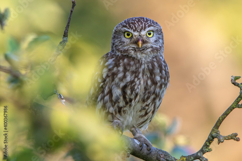 Steinkauz (Athene noctua) photo