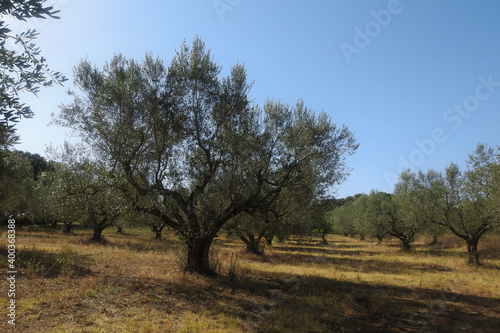 Paesaggio collinare con uliveto su sfondo cielo photo