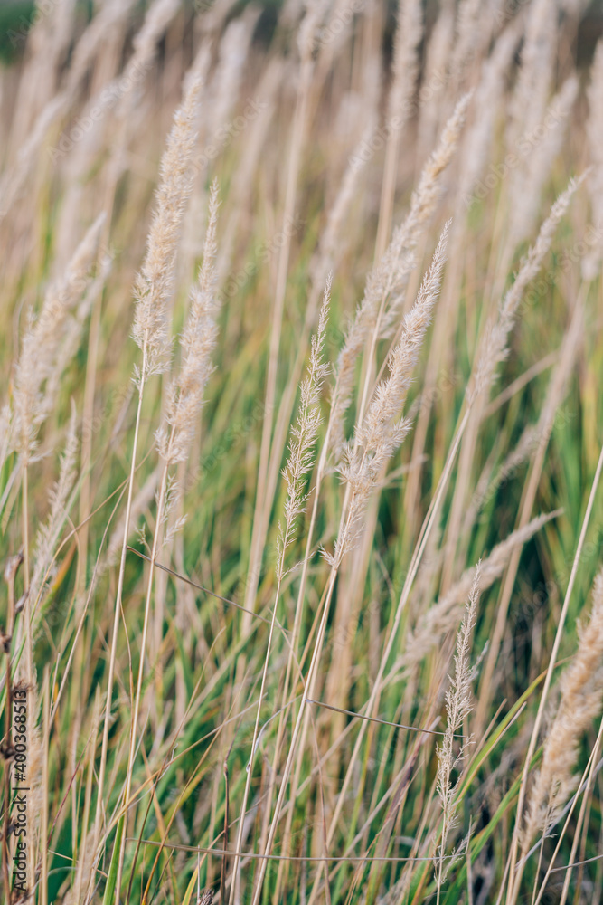 Field grass close-up on a sunny day Field grass close-up on a sunny day