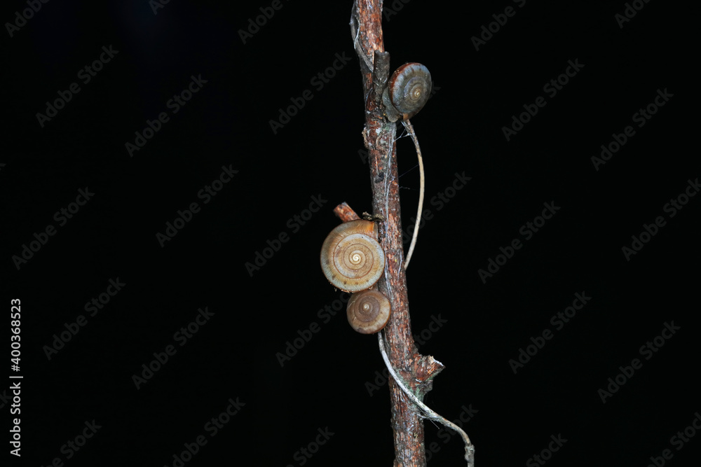 Fototapeta premium The snail crawls on the green leaves