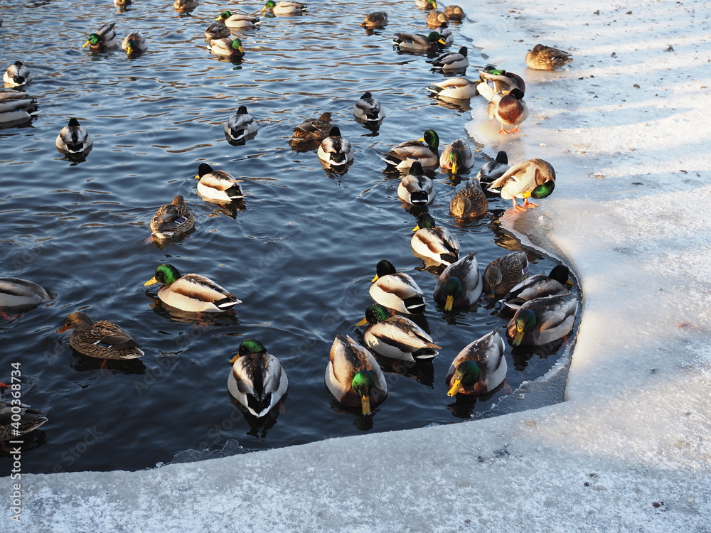 Fototapeta premium Wild ducks in the winter river, sunny day.