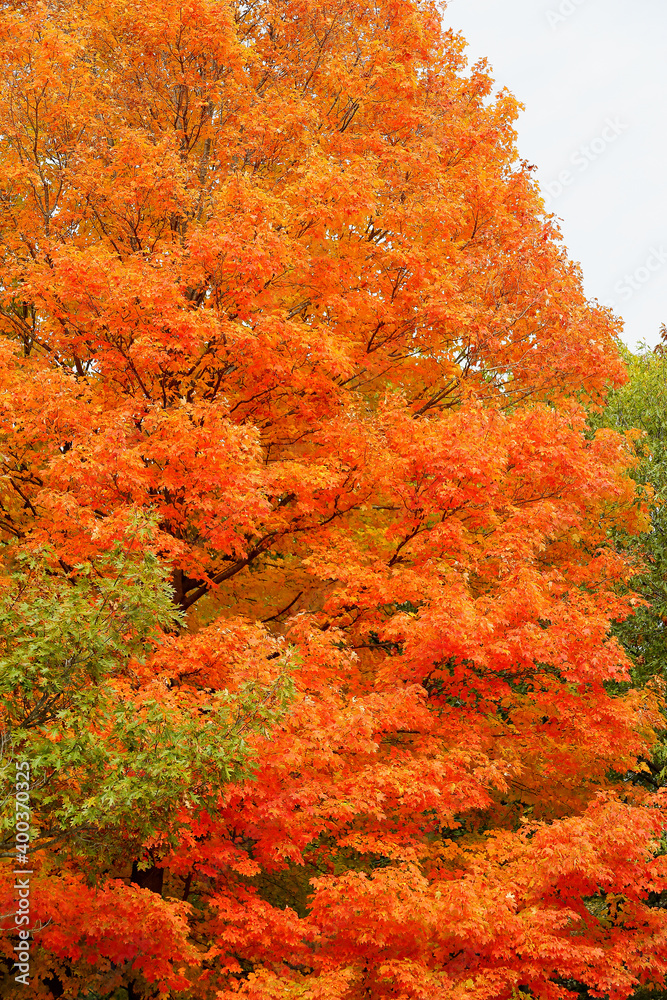 Maple tree in autumn color along a roadside Maple tree in autumn color along a roadside