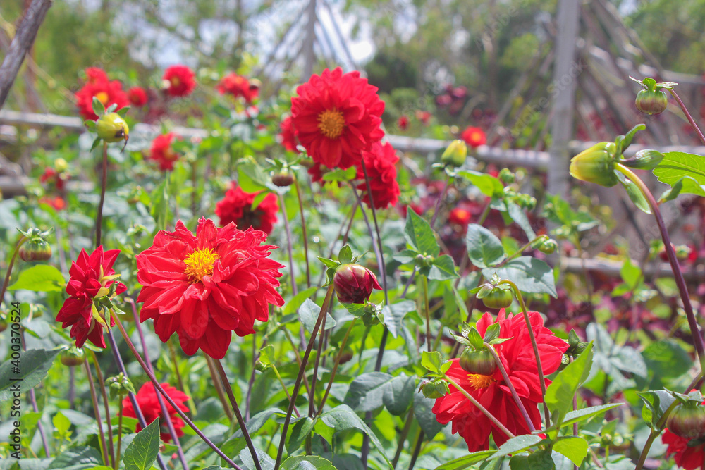 red poppies in the field