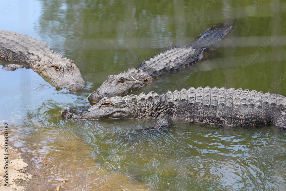 Croc City Crocodile & Reptile Park, Chartwell, South Africa. Croc City Crocodile & Reptile Park, Chartwell, South Africa.