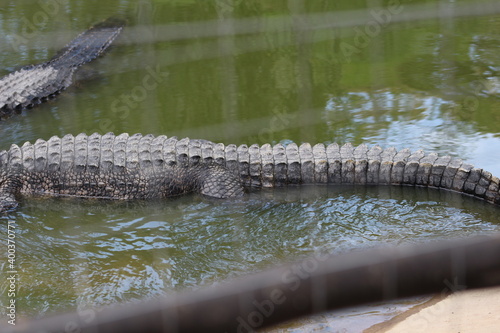 Croc City Crocodile & Reptile Park, Chartwell, South Africa.
