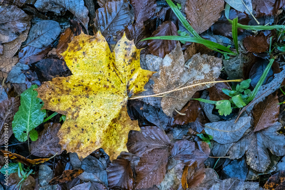 Autumn background with fallen leaf Autumn background with fallen leaf
