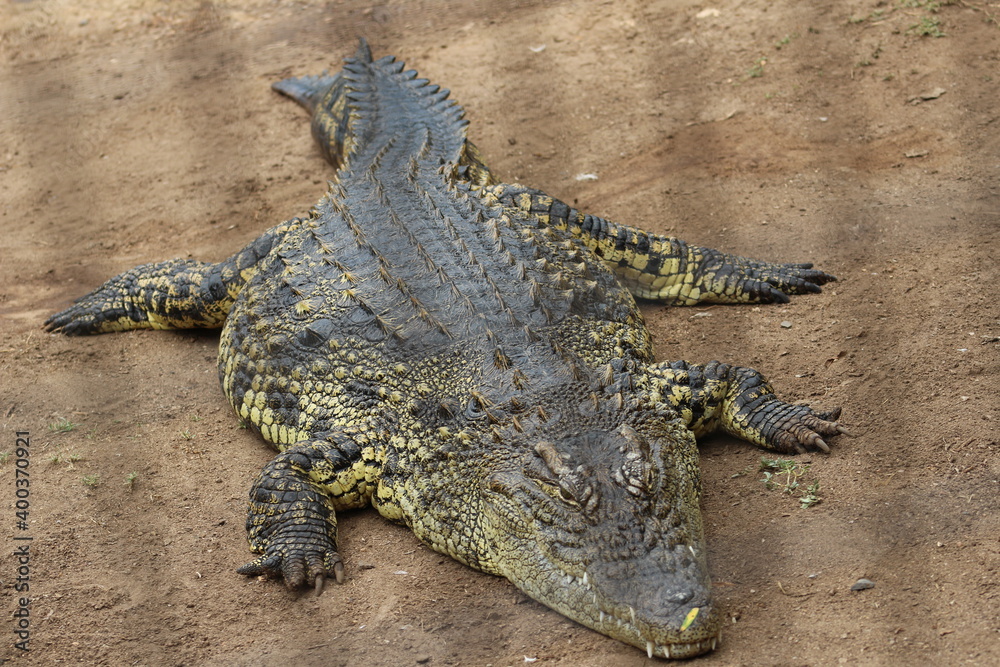 Fototapeta premium Croc City Crocodile & Reptile Park, Chartwell, South Africa.