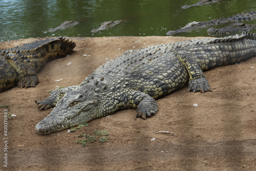 Croc City Crocodile & Reptile Park, Chartwell, South Africa. Croc City Crocodile & Reptile Park, Chartwell, South Africa.