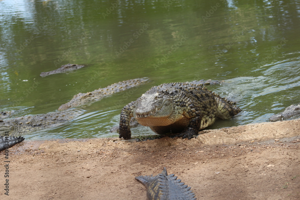 Obraz premium Croc City Crocodile & Reptile Park, Chartwell, South Africa.