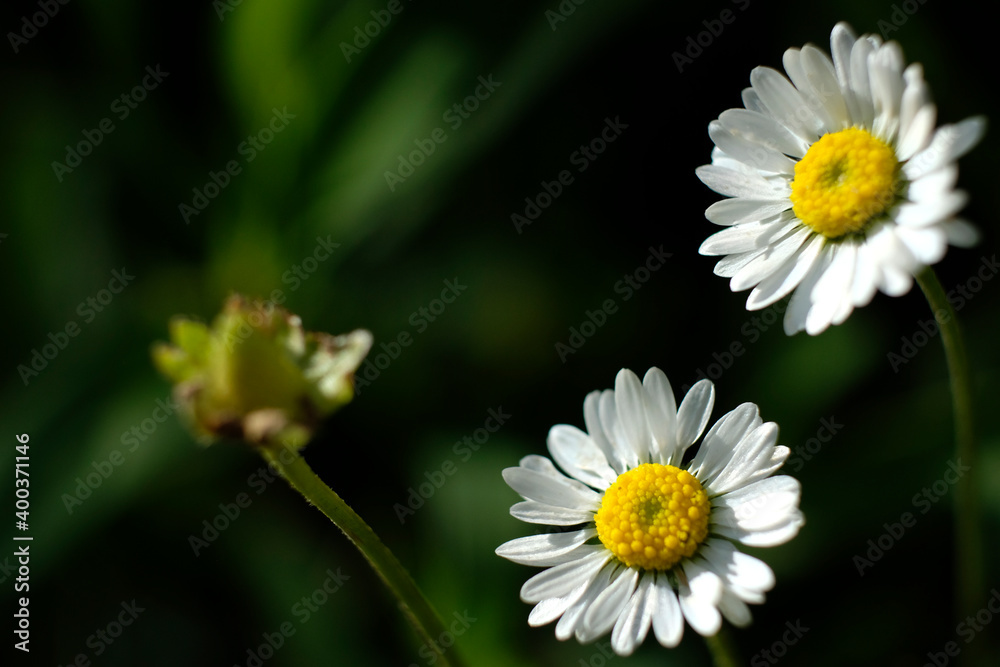 Fototapeta premium blümchen
