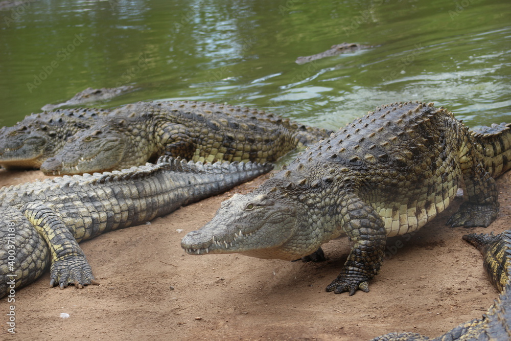 Croc City Crocodile & Reptile Park, Chartwell, South Africa. Croc City Crocodile & Reptile Park, Chartwell, South Africa.