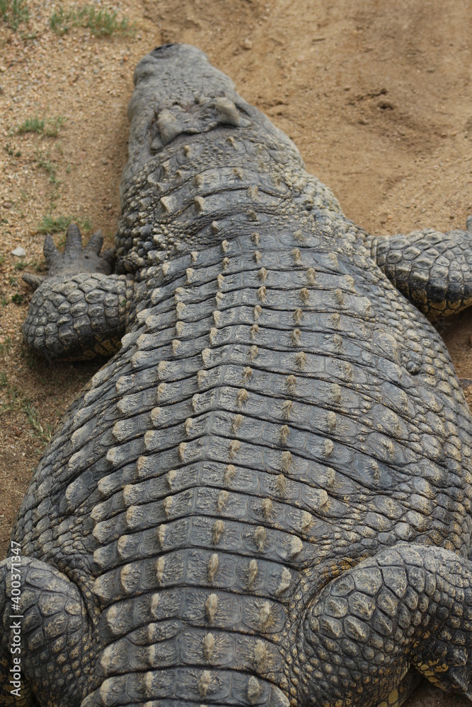 Fototapeta premium Croc City Crocodile & Reptile Park, Chartwell, South Africa.