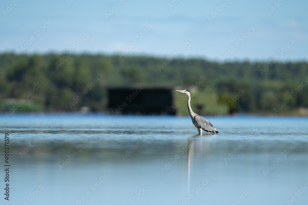 heron cendre