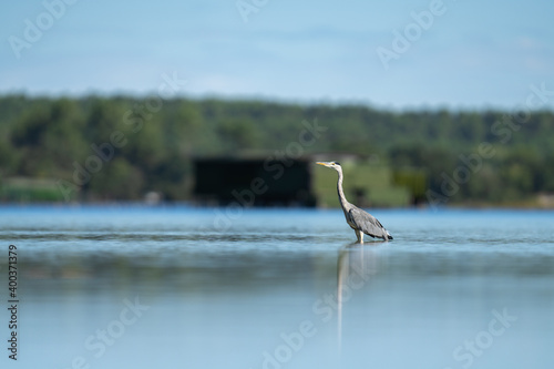 Obraz na płótnie heron cendre w salonie