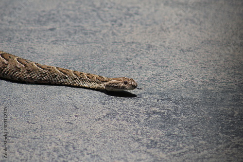 Croc City Crocodile & Reptile Park, Chartwell, South Africa. photo