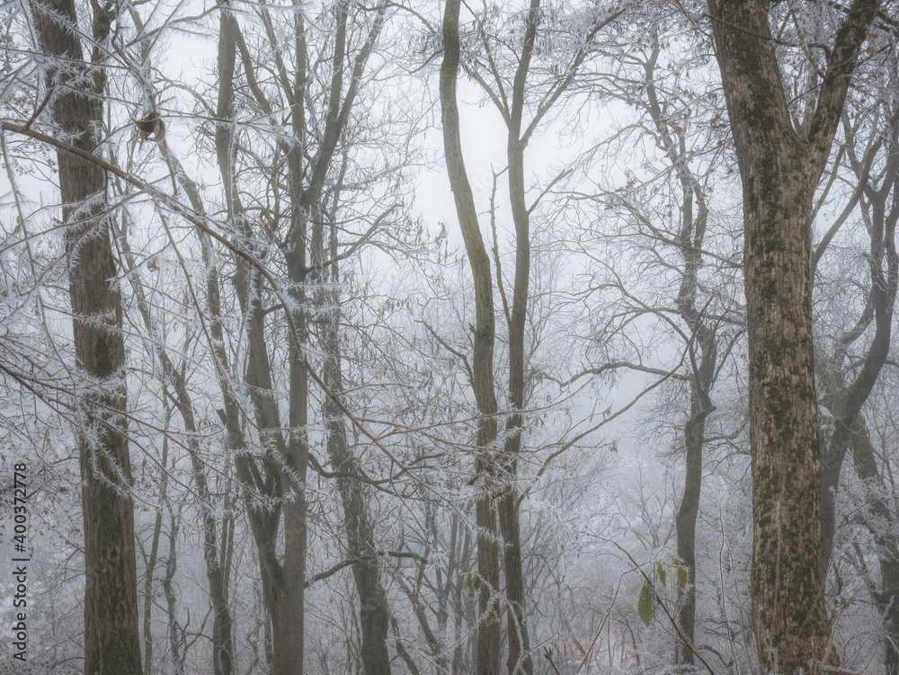 Trees covered with hoarfrost or rime ice on a misty morning Trees covered with hoarfrost or rime ice on a misty morning