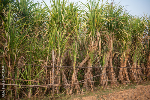 Picture of sugarcane plant growing up in the bosom of nature, where carefully nurtured sugarcane plants will supply sugar to the market in the future 